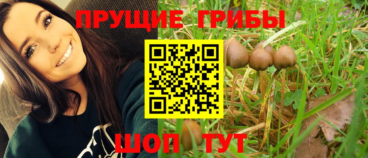 Торжок  Псилоцибиновые грибы Cubensis  Вход с VPN  Галлюциногенные грибы Psilocybine cubensis 